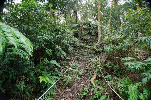 新竹 關西 福大山、彩和山、高甫山2988280