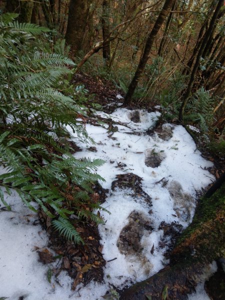 2023/01/26 新竹屯野生台山 石麻達山 錦屏山來回縱走2015845