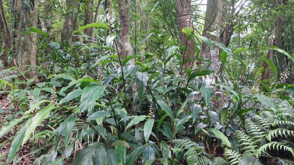 石碇 O 型縱走大崙古道・崩山大崙・華梵大學・熱腸古道・磨石坑山2803275