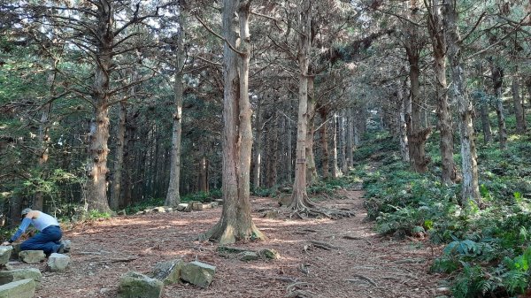 《台中》水晶蘭再現｜鳶嘴西稜線長壽山醜崠山二連峰來回202203201648937