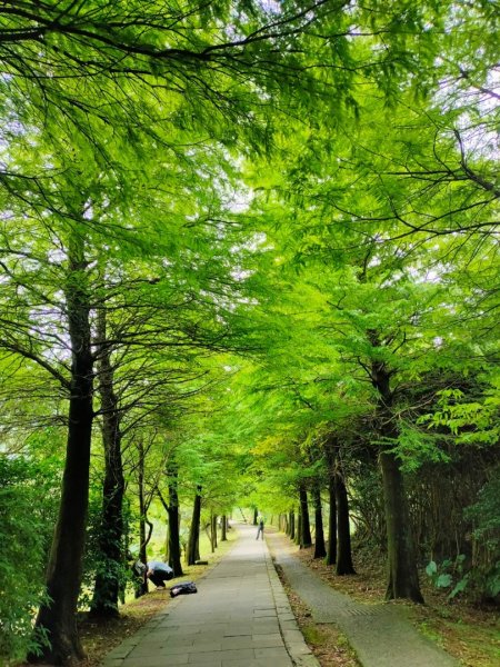 2023/6/18［陽明山輕鬆走］（冷水坑~橫嶺古道~天母古道）2204204