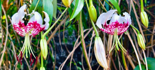 雲山水花鳥蝶-天龍國阿伯的日常 #艷紅鹿子百合 #大鳳蝶 #玉帶鳳蝶2863952
