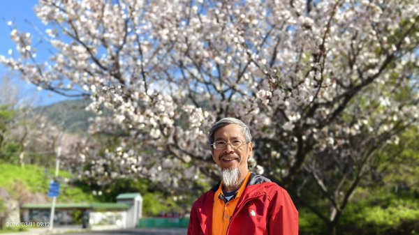 #中山樓 #陽明公園 #十八份 #吉野櫻 #墨染櫻（花葉同開/右側/左側大寒櫻） 3/113013198