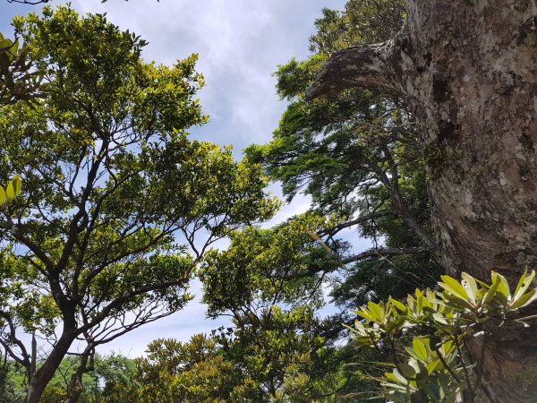 復興三尖之那結山1423099