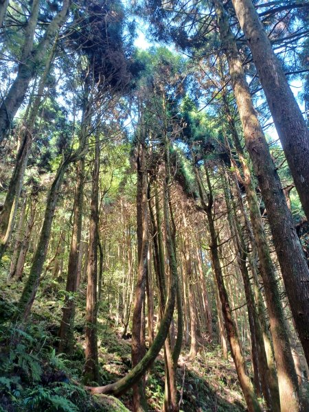 【台中和平】筆直的杉林.林相優美。 橫嶺山x沙連山P型2869020