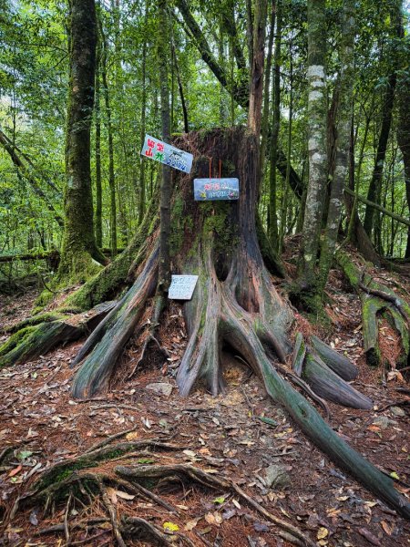 船型山-稍來小雪山國家步道3138051