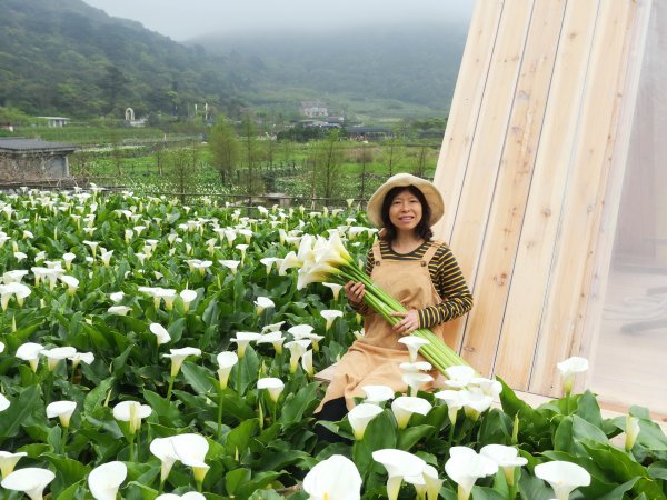 賞海芋 登七星 一次滿足202103141308637