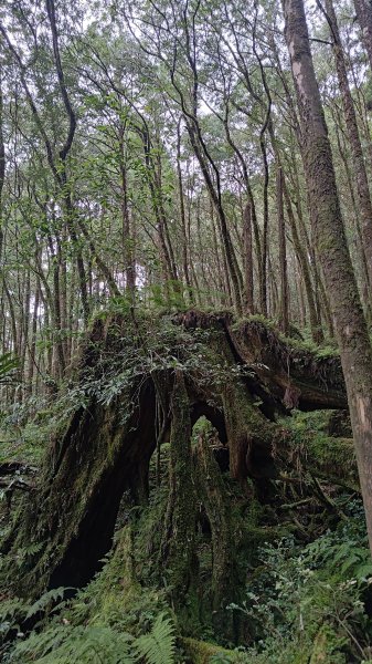 棲松縱走未竟2918317