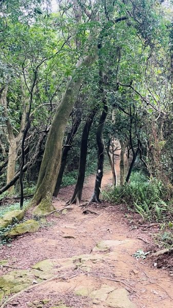 鶯歌石步道2865022