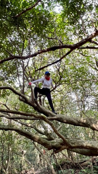 東勢大崙、東勢坑山、觀音湖山O走2986371