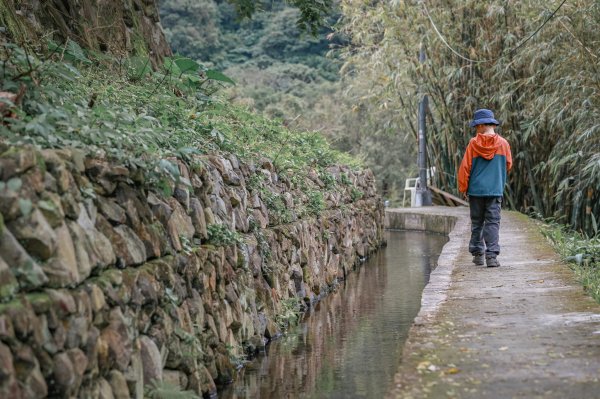 遇見淡水版花園鰻 - 半嶺水圳步道上游段 & 松溪瀑布2651131