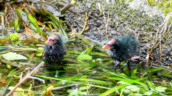 北后寺。關稅戰2758755
