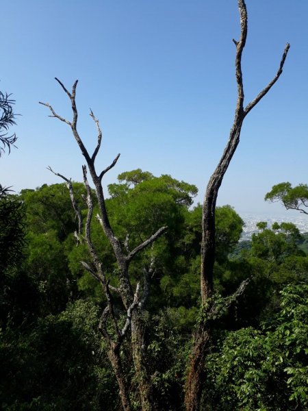 台中大坑步道7上6下20181027444578