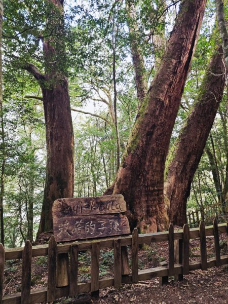 鎮西堡巨木群步道(B區)-(新竹)臺灣百大必訪步道3007833