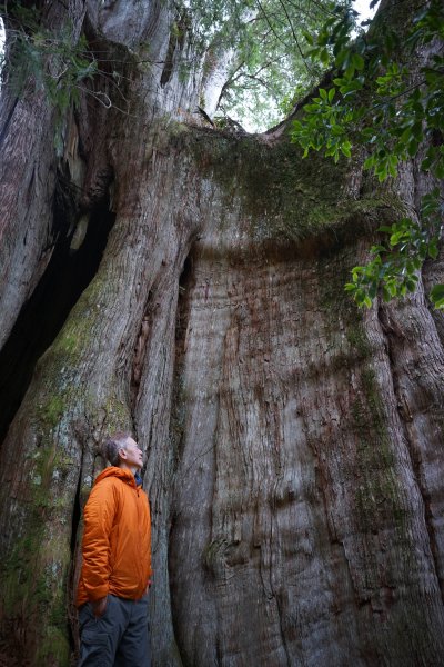 【輕忽】【大安溪神木】2695049