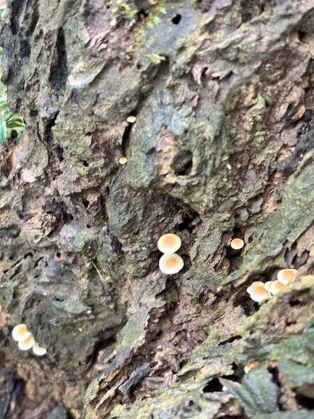 二格山、南邦寮山2941698