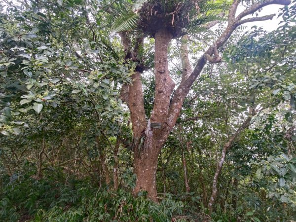 盆貿里山三盆連走2749595