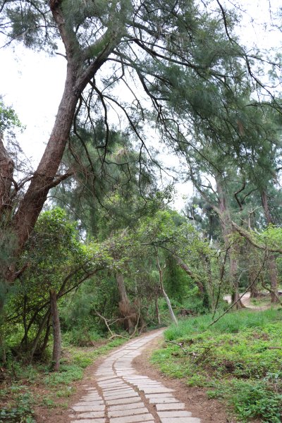 新竹新豐~大自然的寶藏~紅樹林濕地保護區919632