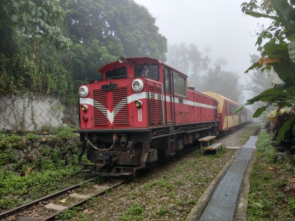 搭阿里山森鐵去登獨立山(小百岳#58)。走大巃頂賞茶園風光 (2020/11/8)1427676