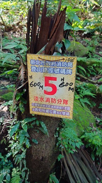 20260125 陽明山前後山健行(無極天元宮~山仔頂步道.向天池.向天山.面天山.二子坪)2997963