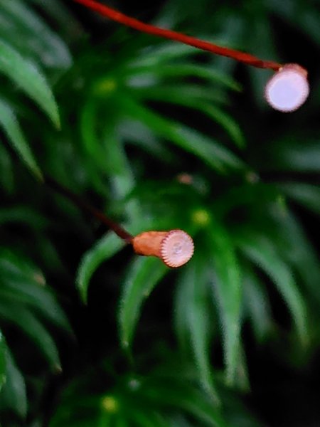 稍來小雪山國家步道、船型山、鞍馬山、鞍馬山東北峰、天池、雪山神木2799721