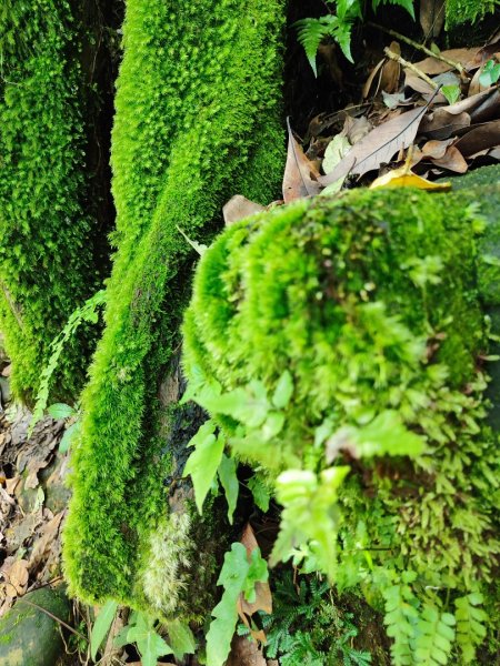 淡蘭北2+1逆走二刷2772768