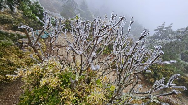 20250319～20嘉明湖國家步道🥶🥶🥶殘念😭2739747