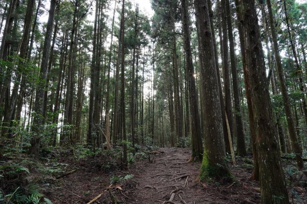 新竹 尖石 高台山、島田山2327042