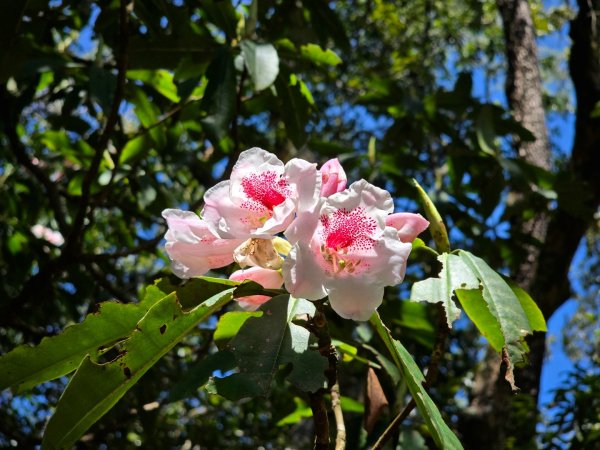 卓社大山〔武界栗栖溪登山口起登〕2748506