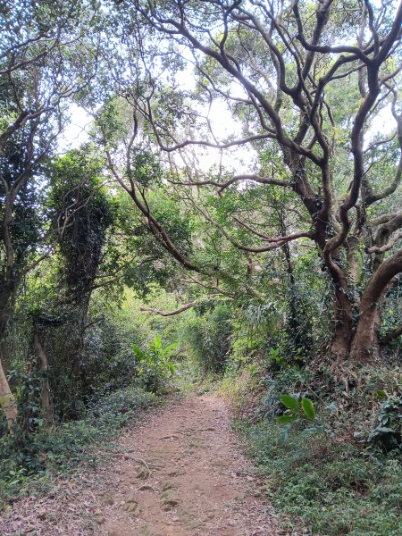 微笑山線大棟山系百年大榕樹段+大湖坑步道2981056