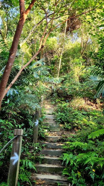 三峽鳶尾山，鳶山東峰，桃園神社，土城彈藥庫舊址探險，新北大都會公園，新店二叭子植物園，外挖子山1910417