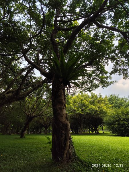 大安森林公園、大港墘公園【走路趣尋寶】【臺北健走趣】2584923