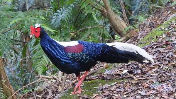 翡翠水庫壩頂 #火燒雲雲海 #日出雲海 #鱷魚島 #藍腹鷴 4/292773460