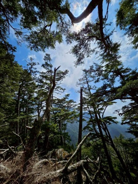 20260320四個毆鷄桑🦸‍♀️南橫溪頭山O繞關山嶺山3022705