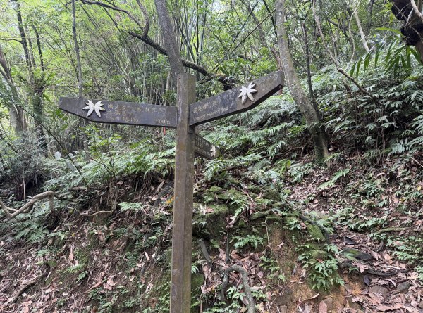 [淡蘭古道] 2026_0531 北路第一段_燦光寮古道(中)-陡坡3070873
