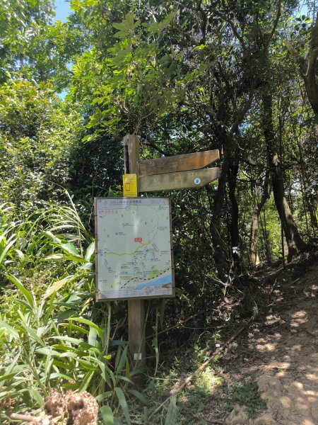 20250815微笑山線大棟山系百年大榕樹段2859924