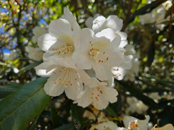鳶嘴山杜鵑盛開2770228
