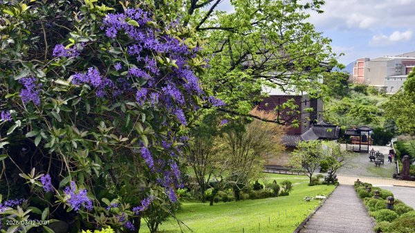 #緣道觀音廟 #北海福座 #萬代福 #黃花風鈴木 #錫葉藤 #青帶鳳蝶 #昭和櫻 #吉野櫻 3/123014054