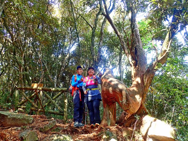 橫嶺山連走鳶嘴山2019/4/30575785