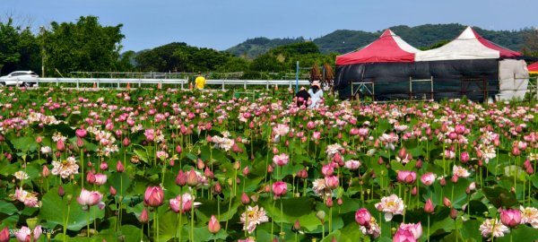 金山清水濕地 5/31 #牡丹蓮 #香水蓮2799984