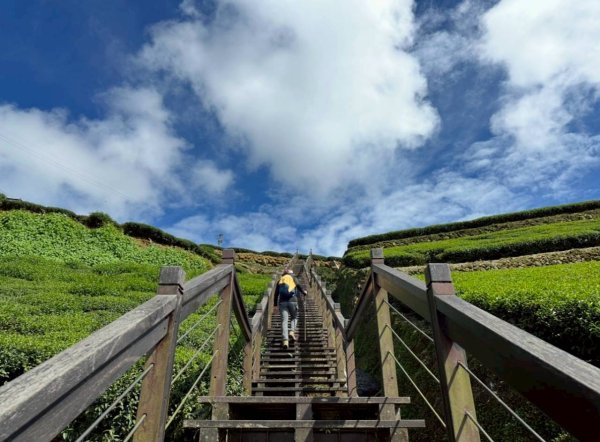20251029石棹茶、霧、雲、霞、櫻、愛之道 樂野山 霹靂山2926607