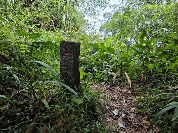 小百岳No.50⛰集集大山3120462