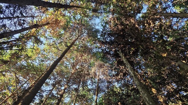 鵝公髻山 鵝公髻山東北峰 第一登山口上下入門路線2395278