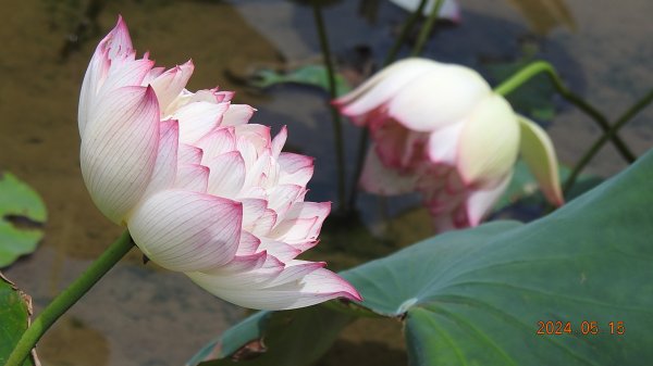 雲山水花鳥蝶-天龍國阿伯的日常5/152503295