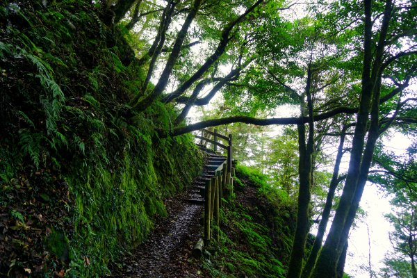 檜山巨木森林步道481484