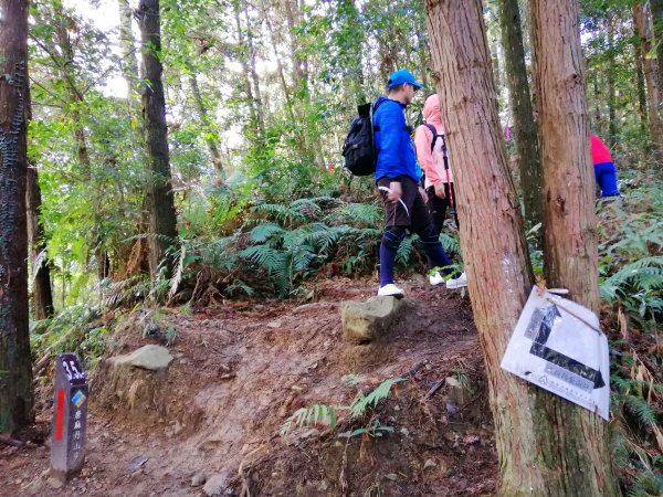 【台中。和平】谷關七雄入門款。 唐麻丹山874518