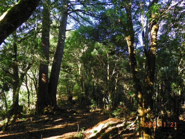 新竹 尖石 屯野生台山、石麻達山1178025