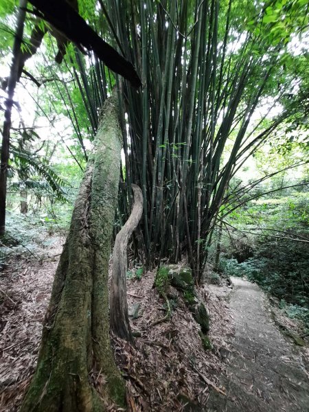 20230722 頂山石梯嶺縱走坪頂古圳，聖人瀑布2227237
