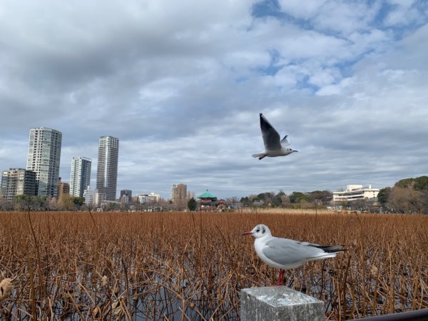 上野恩賜公園旅跑816772