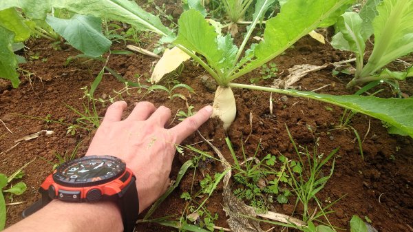 台北狗殷勤古道上平菁42巷下溪山古道賞櫻行2704906